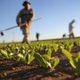 Biodiversità agroalimentare, Regione Liguria rilancia le &quot;Comunità del Cibo&quot; per sostenere le specificità locali