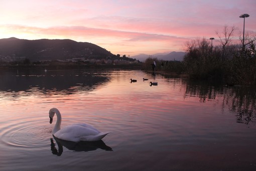 Albenga, cresce la fauna avicola: i cigni sul Centa si mostrano nella straordinaria bellezza