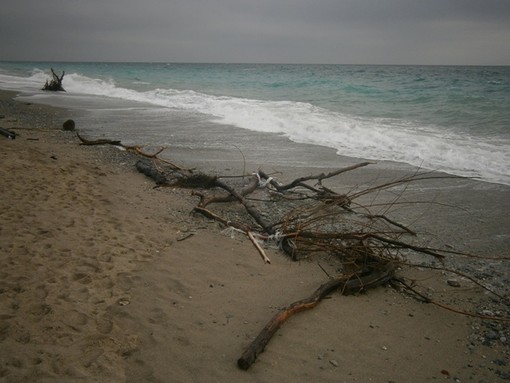 Albisola, via libera alla raccolta del legname in spiaggia