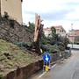 Savona, albero crolla in via Romagnoli: vigili del fuoco mobilitati (FOTO)