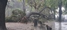 Savona, alberi caduti in piazza del Popolo e al Santuario (FOTO)