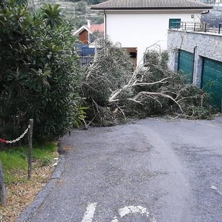 Tovo, albero crolla per il vento in via Rocca: sul posto vigili del fuoco e polizia locale (FOTO)