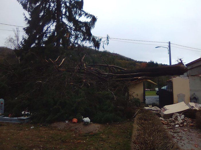 Mallare, crolla un grande cipresso secolare nel cimitero (FOTO)