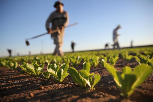 Biodiversità agroalimentare, Regione Liguria rilancia le &quot;Comunità del Cibo&quot; per sostenere le specificità locali