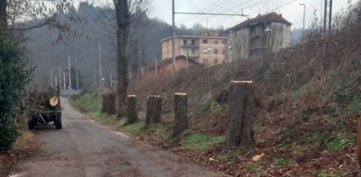 Alberi tagliati a Ferrania, le opposizioni insorgono. Il sindaco Lambertini: &quot;Erano malati, ripiantumeremo il viale&quot;