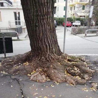 Celle, verrà rimosso l'albero davanti alla ludoteca: spazio all'abbattimento delle barriere architettoniche