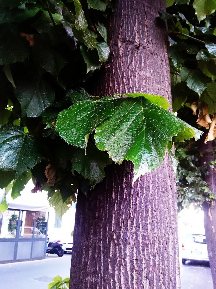 Troppa resina che gronda dagli alberi, albenganesi infastiditi