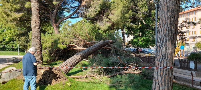 Cade un grosso pino marittimo ai giardini del Prolungamento: a due passi dall'area giochi dei bimbi a Savona (FOTO)