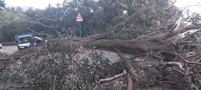 Nella foto, l'albero caduto sulla via Aurelia in località Portigliolo a Varazze