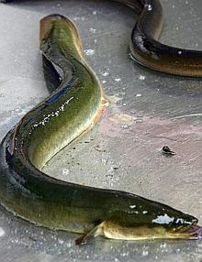 Si apre la stagione della pesca, Enpa: vietare la cattura delle anguille