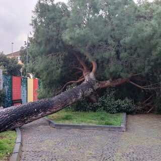 In foto l'albero caduto a Vado Ligure