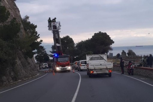 Albero pericolante sull'Aurelia a Bergeggi, intervento dei vigili del fuoco