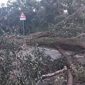 Nella foto, l'albero caduto sulla via Aurelia in località Portigliolo a Varazze