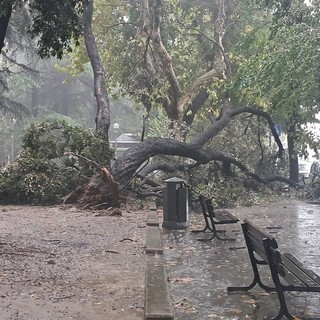 Savona, albero cade in piazza del Popolo (FOTO)