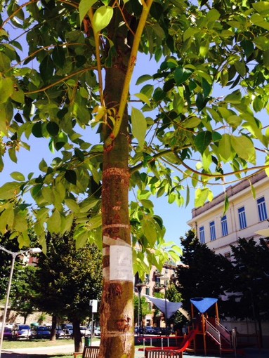 Savona: ripiantato l'albero in memoria di Marina Barlacchi, che viene di nuovo vandalizzato