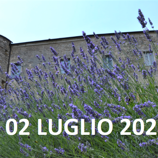 ALTO (CN): tutto pronto per la 2° Edizione della FESTA DELLA LAVANDA”