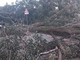 Nella foto, l'albero caduto sulla via Aurelia in località Portigliolo a Varazze