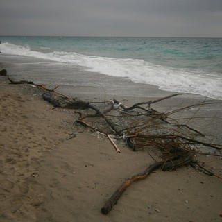 Albisola, via libera alla raccolta del legname in spiaggia