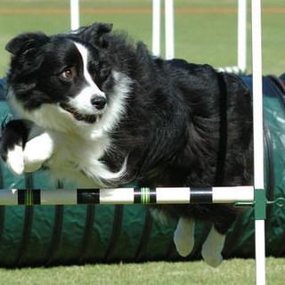 Pietra Ligure: tutto pronto per “Dog in Pietra&quot;, sfilata di cani ed esibizioni di agility