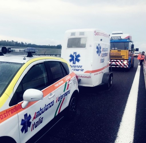 Code sulla Torino-Savona all'altezza di Fossano per ovini nei pressi della carreggiata autostradale