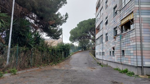 Savona, allarme processionaria in via Bresciana. Arte rassicura: &quot;Predisposto intervento di una ditta specializzata&quot; (FOTO)