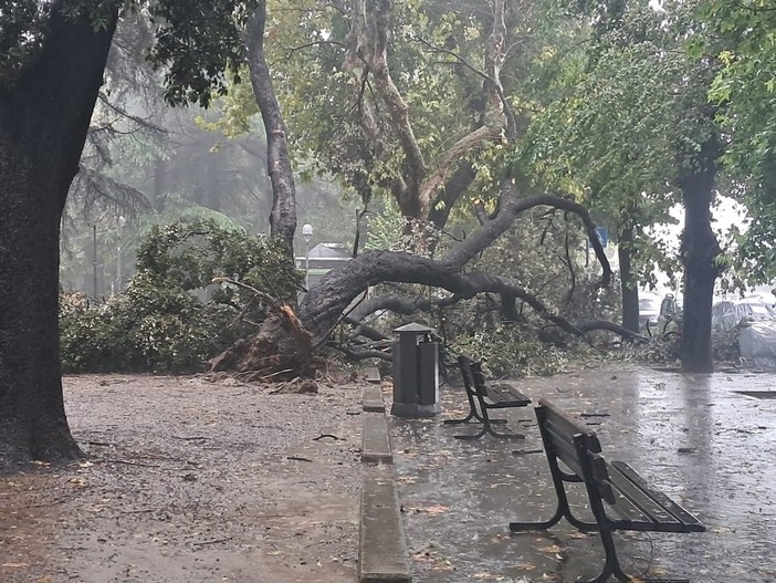 Savona, alberi caduti in piazza del Popolo e al Santuario (FOTO)