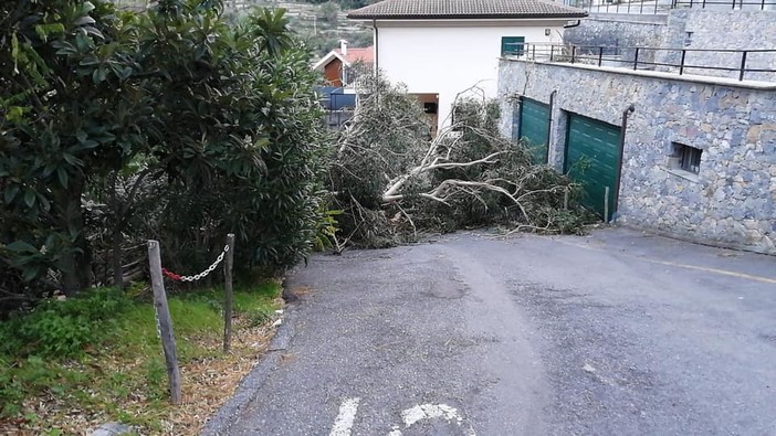 Tovo, albero crolla per il vento in via Rocca: sul posto vigili del fuoco e polizia locale (FOTO)