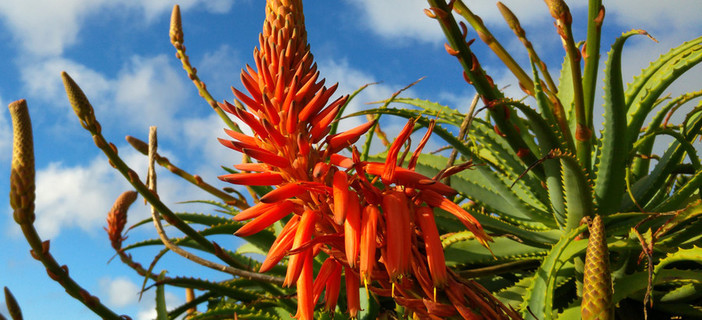 Molti pensano che l’Aloe vera sia la specie più pregiata, ma recenti studi hanno scoperto altro
