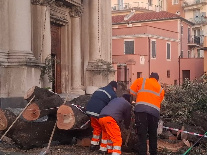 Lo storico albero di Valleggia (Facebook 'We love Valleggia')