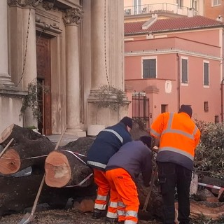 Lo storico albero di Valleggia (Facebook 'We love Valleggia')