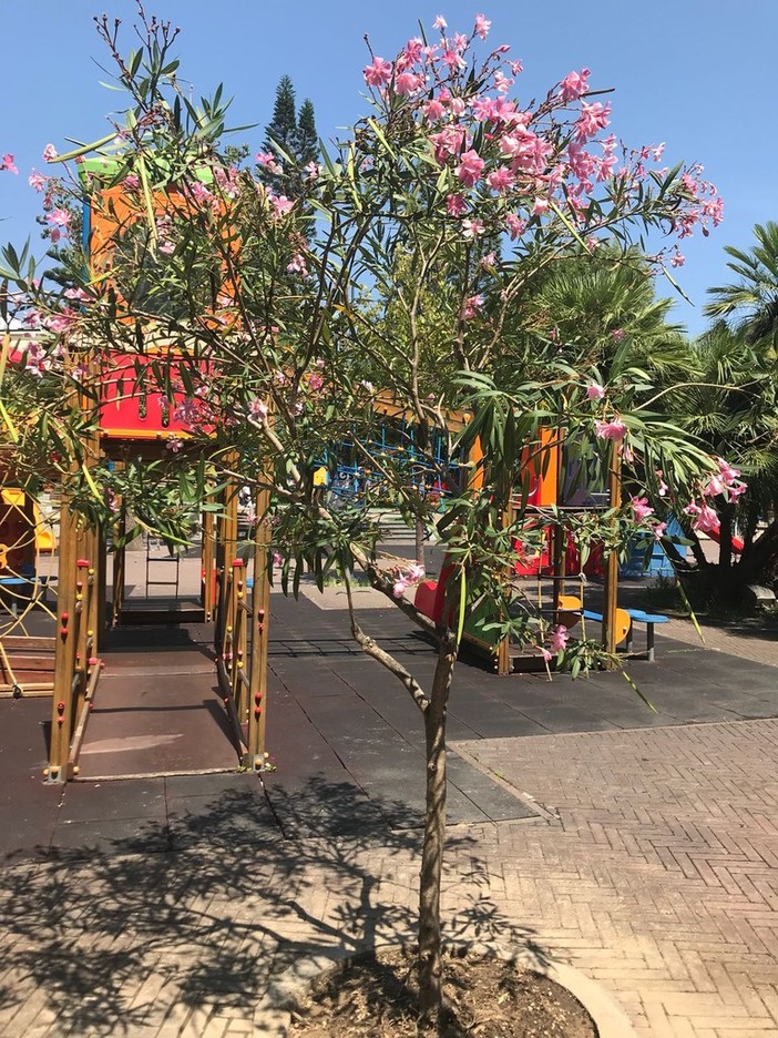 Alassio, sostituito albero vandalizzato nei Giardini Charlie Chaplin