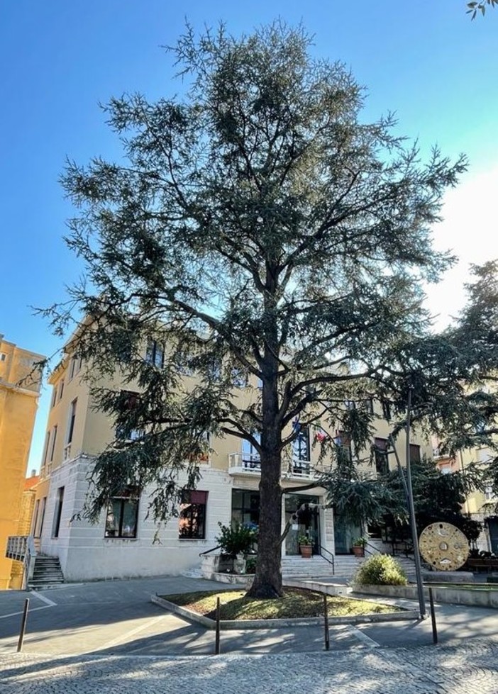 Vado, lo storico albero davanti al comune è malato, via all'abbattimento: verrà piantumato un cedro di 6 metri