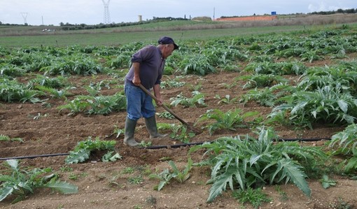 Agricoltura, dalla Regione cinque milioni per investimenti nelle aziende del settore