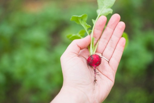 Arriva la primavera e in tempo di pandemia l'orto è l'hobby ideale: in Liguria 25mila &quot;agricoltori per passione&quot;