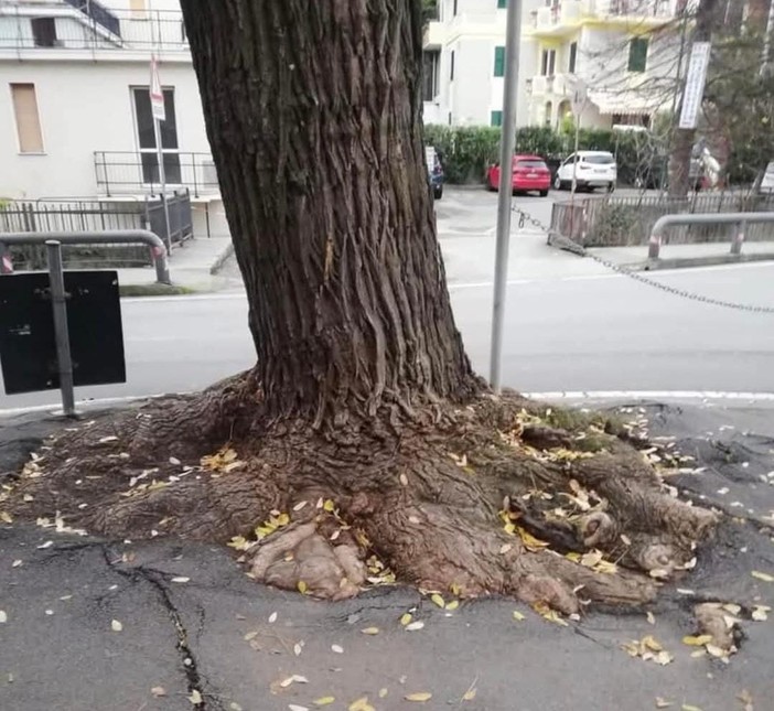 Celle, verrà rimosso l'albero davanti alla ludoteca: spazio all'abbattimento delle barriere architettoniche