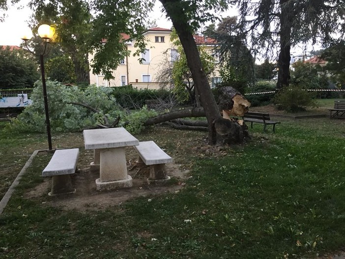 Carcare, albero cade nei giardini di Villa Barrili (FOTO)