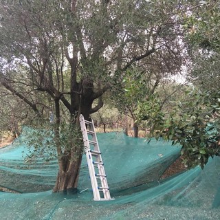 Raccolta delle olive, che annata! Frantoi del Savonese al lavoro senza sosta e salgono pure le rese (FOTO)