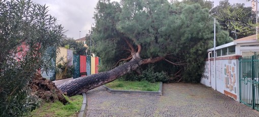 In foto l'albero caduto a Vado Ligure