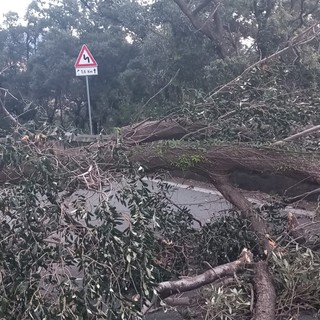 Nella foto, l'albero caduto sulla via Aurelia in località Portigliolo a Varazze