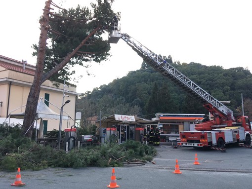 Albero pericolante nei pressi del distributore Total Erg ad Albisola: intervento dei vigili del fuoco