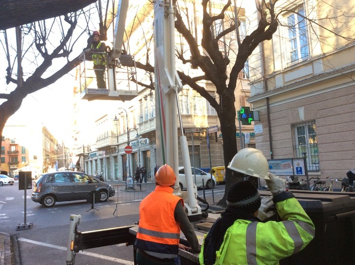 Albenga, al via agli interventi di potatura e sfoltimento alberi in viale Martiri