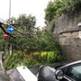 Maltempo, a Tovo S. Giacomo crolla un albero di mimosa: via Giorni Santarò bloccata