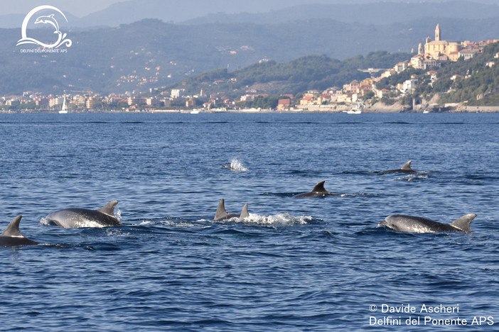 Oltre 70 delfini a due passi dalla costa: l’avvistamento record di Delfini Del Ponente