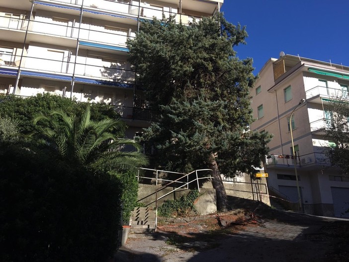 Celle Ligure: albero si &quot;appoggia&quot; su condominio in via Lanza