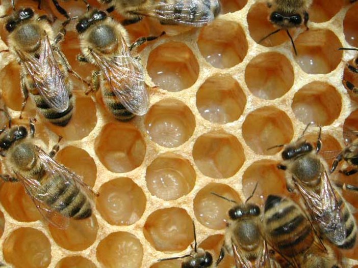 A Finale Ligure si parla di apiterapia, la nuova frontiera dell'apicoltura