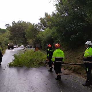 Albero cade sulla strada provinciale tra Campochiesa (Albenga) e Ceriale (FOTO)