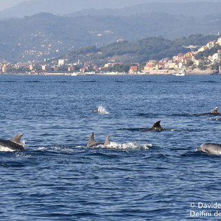 Oltre 70 delfini a due passi dalla costa: l’avvistamento record di Delfini Del Ponente