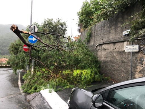 Maltempo, a Tovo S. Giacomo crolla un albero di mimosa: via Giorni Santarò bloccata