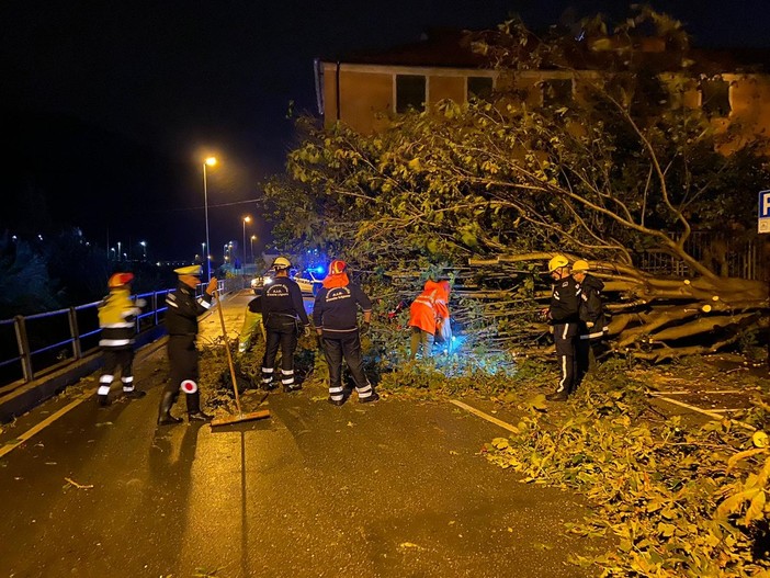 Finalborgo, cede un grosso albero in Piazza Monsignor Mantero: nessun ferito (FOTO)