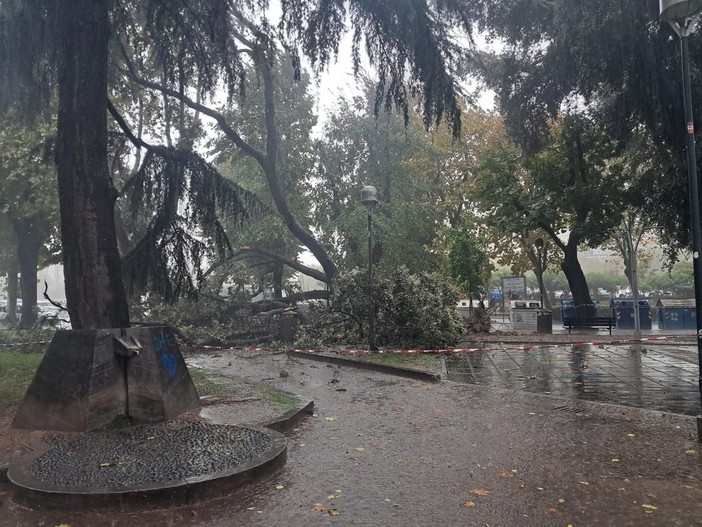 Savona, alberi caduti per il maltempo, Parodi: “Monitoraggio periodico del verde per verificarne la salute”